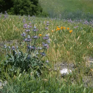 De la Guerra Springs, wildflowers, Salvia (sage)