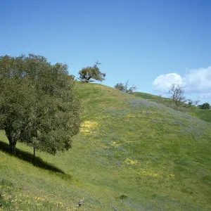 Foxen Canyon, wildflowers, sparce oak woodland, rolling hills