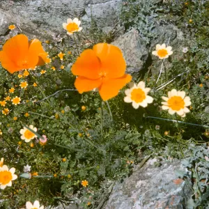 De la Guerra Springs, wildflowers