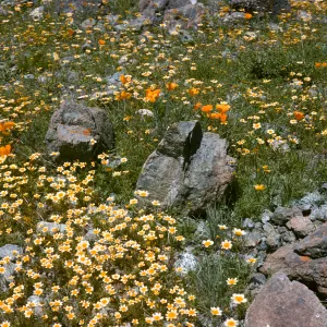 De la Guerra Springs, wildflowers
