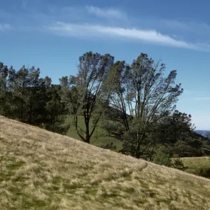 Figueroa Mountain, Pinus sabiniana and grassy slope
