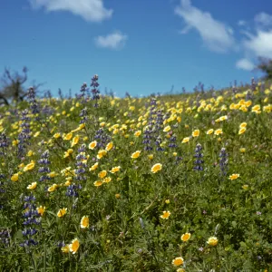 Foxen Canyon, wildflowers, lupine