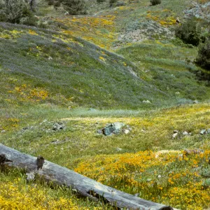 De la Guerra Spring, Figueroa Mountain, wildflowers