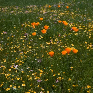 De la Guerra Spring, Figueroa Mountain, wildflowers