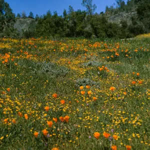 De la Guerra Spring, Figueroa Mountain, wildflowers