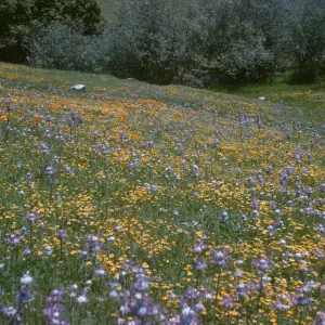 De la Guerra Spring wildflowers, thistle sage, goldfields