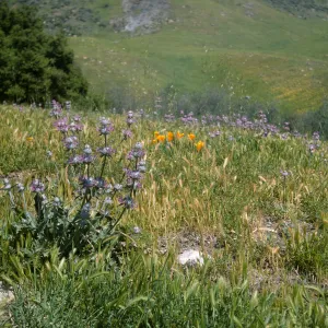 De la Guerra Spring wildflowers
