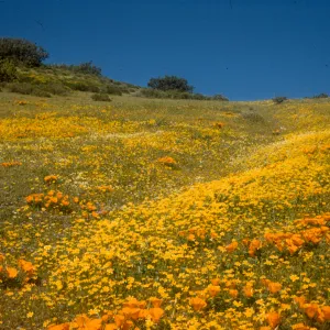 carpet of yellow wildflowers, goldfields and poppies, Gorman Hills