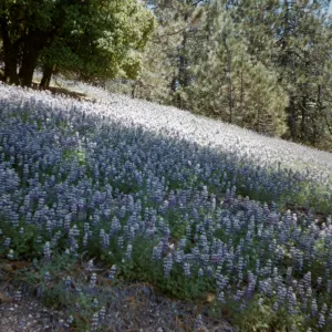 hillside of Lupinus nanus in bloom, wildflowers, Figueroa Mountain