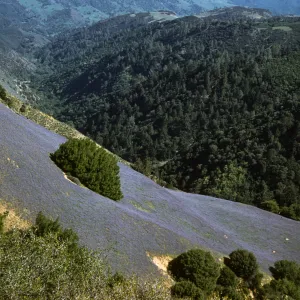 Lupinus nanus on steep hillside slope, Figueroa Mountain widlflowers