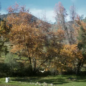 Davy Brown camp, Figueroa Mountain