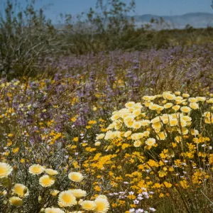 field of wildflowers, near Rosamond, Salvia carduacea (Thistle Sage)