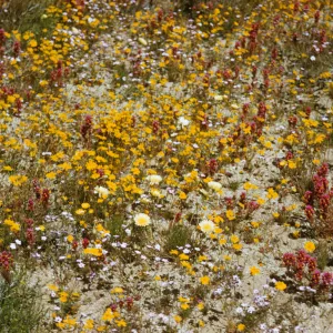 field of wildflowers, near Rosamond