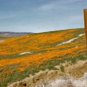 field of poppies, Eschscholzia californica, wildflowers, Antelope Valley