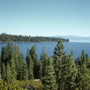 Meeks Bay, Lake Tahoe, conifer forest, 9:15 am
