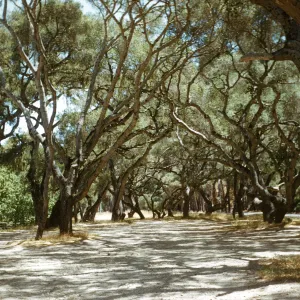 Quercus agrifolia grove, coast live oak trees, Miguelito Park, Lompoc