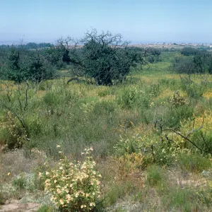 Lompoc Hills