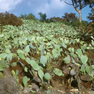 slope covered with Opuntia prickly pear cactus, Las Tunas road