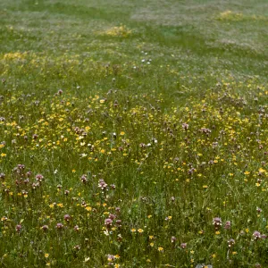 Wildflowers of Jolon Mission