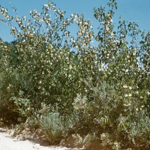 Camono Cielo (west)