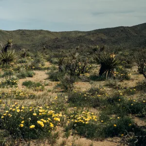 Joshua Tree National Monument