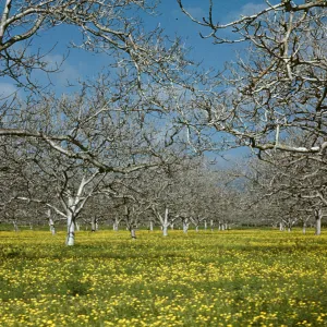 Goleta Orchard