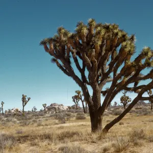 Joshua tree, Joshua Tree National Monument