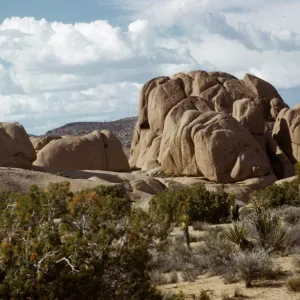 Joshua Tree National Monument
