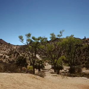 Joshua Tree National Monument