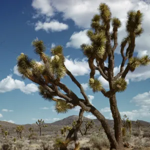 Joshua tree, Yucca brevifolia, Joshua Tree National Monument