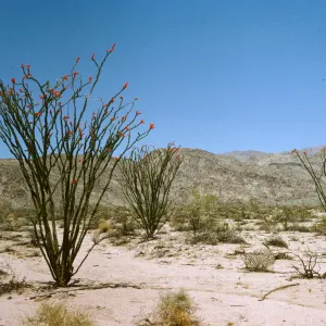 Ocotillo, Fouquieria splendens habitat, south entrance to Joshua Tree National Monument, South Entrance