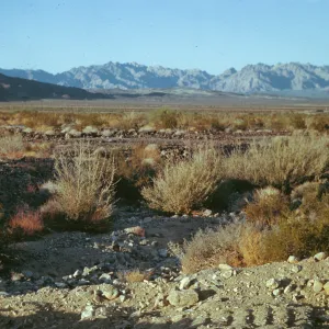 Joshua Tree National Monument