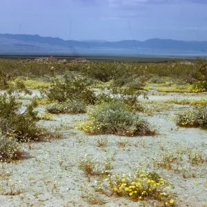 Joshua Tree National Monument, Pinto Basin