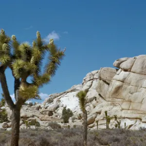 Joshua Tree National Monument
