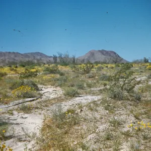 Joshua Tree National Monument, south entrance