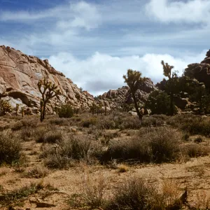 Joshua Tree National Monument