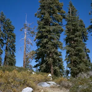 Sequoia National Park