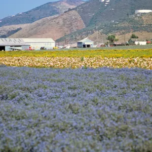 Lompoc