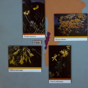 'The Global Garden: A Mediterranean Perspective', Garden Club exhibit, 1991