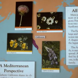 'The Global Garden: A Mediterranean Perspective', Garden Club exhibit, 1991