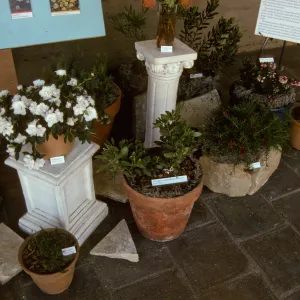 'The Global Garden: A Mediterranean Perspective', Garden Club exhibit, 1991