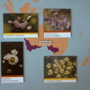 'The Global Garden: A Mediterranean Perspective', Garden Club exhibit, 1991