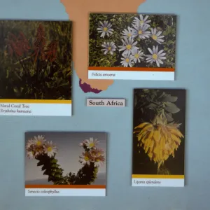 'The Global Garden: A Mediterranean Perspective', Garden Club exhibit, 1991