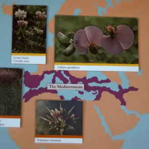'The Global Garden: A Mediterranean Perspective', Garden Club exhibit, 1991
