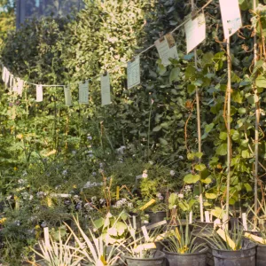 SBBG Spring Plant Sale, 1988