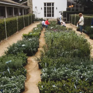 SBBG Fall Plant Sale, 1992