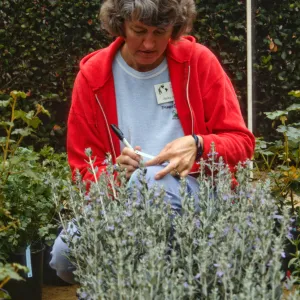 SBBG Fall Plant Sale, 1992