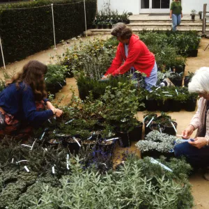 SBBG Fall Plant Sale, 1992