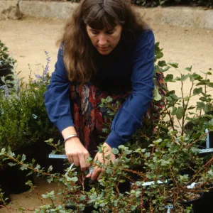 SBBG Fall Plant Sale, 1992
