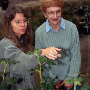 SBBG Fall Plant Sale, 1995